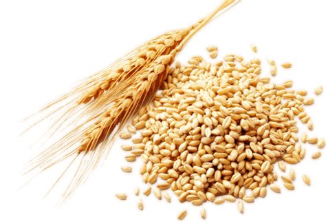 Wheat Png Transparent Images Pictures Photos