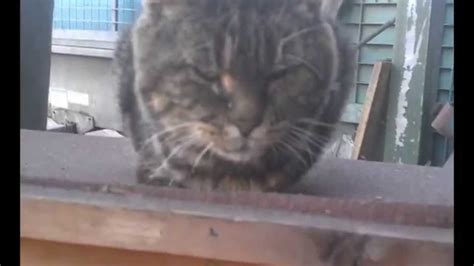 Tough Old Feral Cat And The Plasma Cutter Youtube
