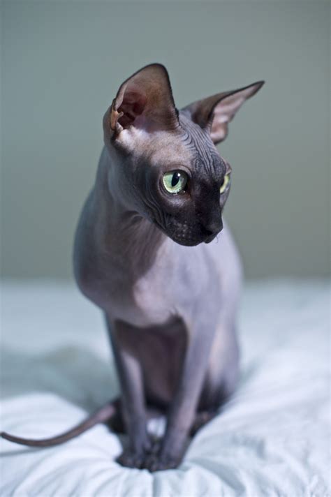 Black Hairless Cat With Green Eyes Cat Meme Stock Pictures And Photos