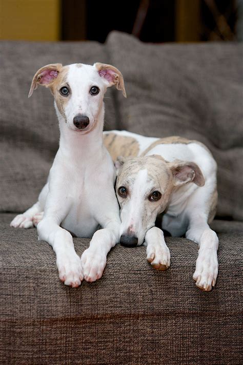 Mother And Son Whippet Enzo At 3 Months With His Mother Luna Dogs