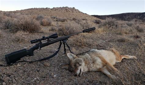 Nevada Coyote Hunting
