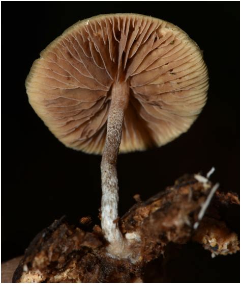Blue Foot Psilocybe Psilocybe Caerulipes Guide Mushroom Site