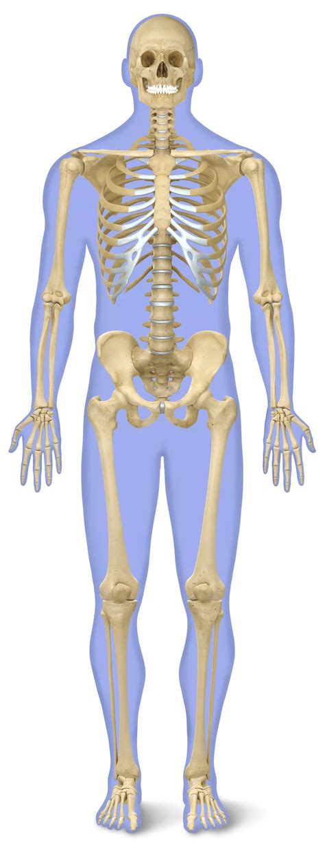 Skeletal System Skeleton Labeled Skeletal System Diagram Types Of