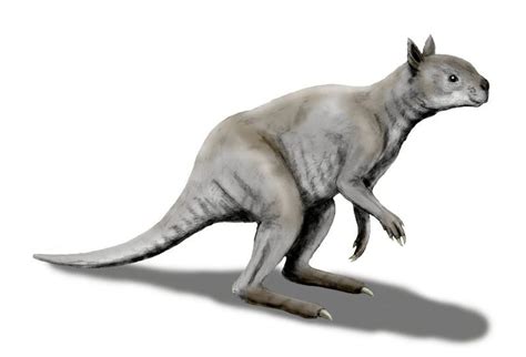 This Extinct Kangaroo Had A Branch Crunching Bite To Rival Todays