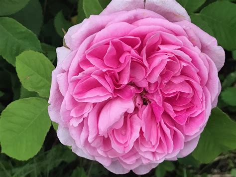 Gertrude Jekyll David Austin English Rose English Roses Rose