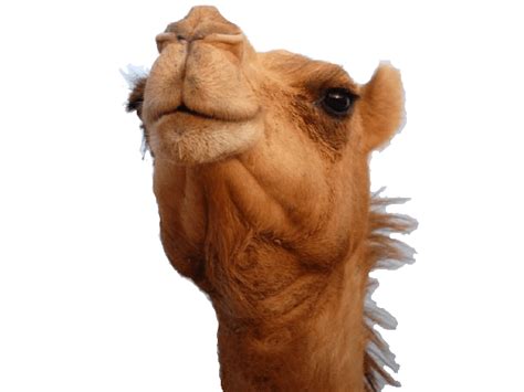Camel Head Transparent Png Stickpng