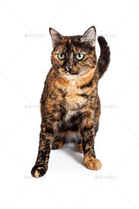 Domestic Shorthair Mixed Breed Calico Cat Sitting Stock Photo By