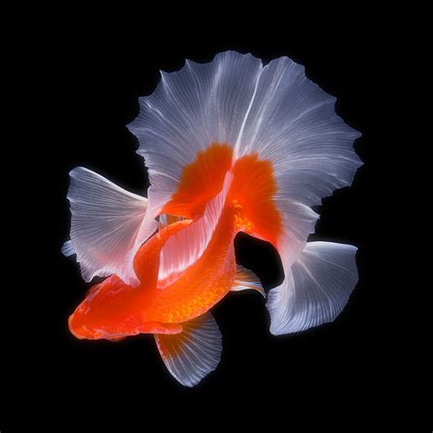Gold Fish Tosakin Photo By Osamu Yamazaki Goldfish Fish