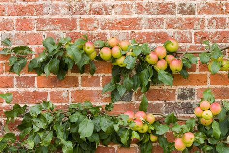 How To Grow Healthy Fruit Trees In Limited Space Using Espalier San