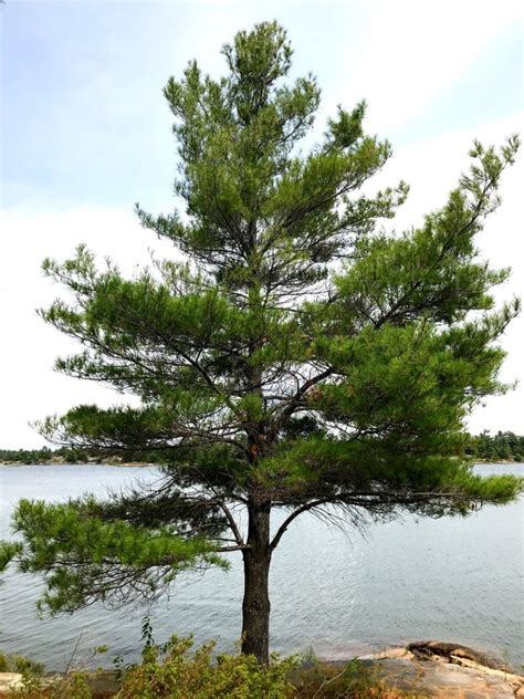 What Is An Eastern White Pine Tree