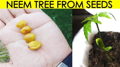 How To Grow Neem Tree From Seeds How To Plant Neem Tree Sprouting