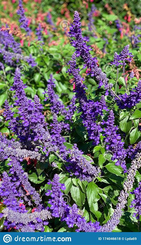 Purple Sage On A Flower Garden Stock Photo Image Of