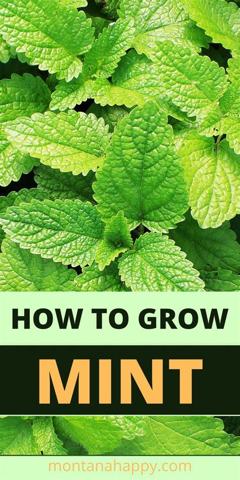 How To Grow Mint Text Overlay With A Close Up Picture Of A Mint Plant
