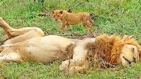 lion cub sneaks up on sleeping dad youtube