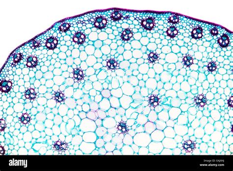 Corn Stem Cross Section With Typical Monocot Arrangement Of Vascular