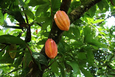 Innovation For A Sustainable Cocoa Cultivation