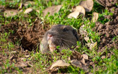 Burrowing Rodent Control For Gopher Mole Vole Squirrel