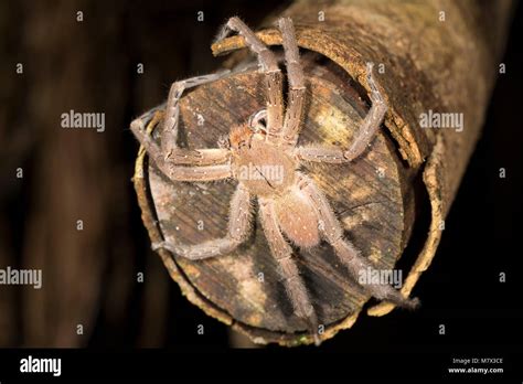 A Brazilian Wandering Spider Phoneutria Fera In A Jungle Camp By The