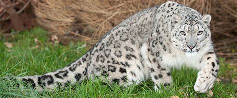 Snow Leopard Cat Sanctuary Big Cats Small Wild Cats