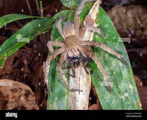 Brazilian Wandering Spider Phoneutria Fera Feeding On Another Spider