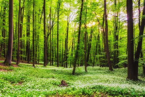 Climate-proof forests in the Netherlands and Europe - Spotlight