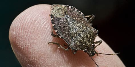Stink Bugs On The Rise In The Us Huffpost