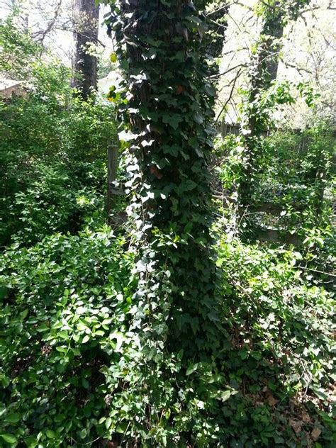 Ivy On The Tree And Wintercreeper In The Back Ground Vertical Garden