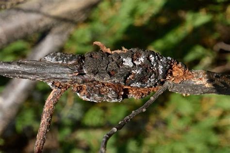 Black Knot Disease Charter Oaks Tree And Landscaping