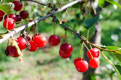 How Tart Cherries Are Grown In Michigan And Why You Should Look For Them Now Kitchn