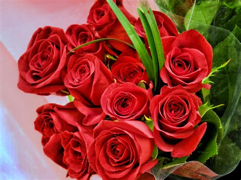 Top Tips For Valentines Day Roses Ambius Uk