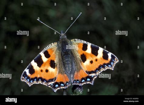 Small Tortoiseshell Butterfly Aglais Urticae Stock Photo Alamy