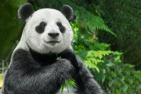 Giant Panda Ailuropoda Melanoleuca Or Panda Bear Close Up Of Giant