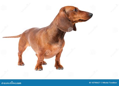 Dachshund Dog Stock Image Image Of Adorable Cute Mammal 18790627