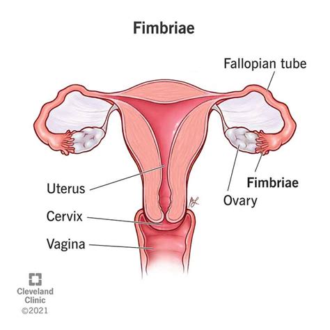 Fimbriae Of The Uterine Tube Anatomy Function