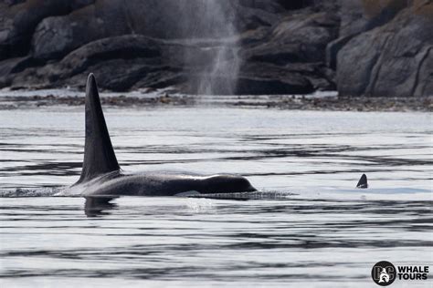 Sightings Report August 16th 2019 — Bc Whale Tours Victoria Whale