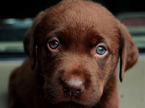 Cute Puppy Image Chocolate Dog In Blue Eyes Innocent Look 2048x1536