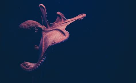 Animal Octopus 4k Ultra Hd Wallpaper By Isabel Galvez