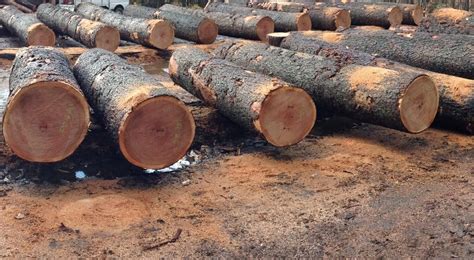 Hardwood Logs Bingaman Lumber