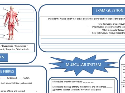 Ocr Gcse Pe 2016 Muscular System Powerpoint Teaching Resources