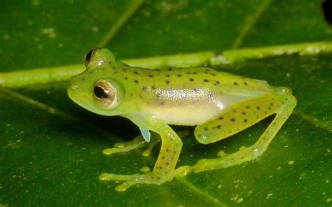 Emerald Glass Frog Especies Potenciales De Herpetos En Sff Otún