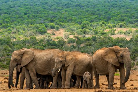 The Best Elephant Spotting Route In Addo Elephant National Park