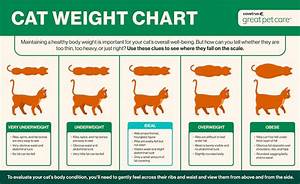 How To Help A Cat Lose Weight 8 Things To Try Great Pet Care