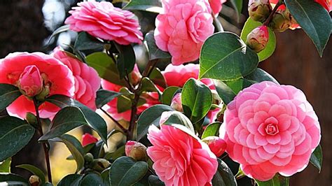 Our wholesale bulk flowers make it easy to get everything you need in just a few clicks. Camellia flower | Alabama State Flower - The Camellia ...