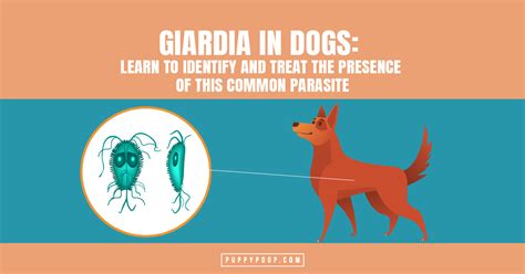 What Is Giardia In Dogs How Is Giardia Treated And Prevented