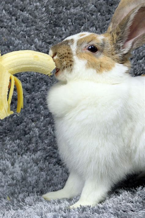 Can Rabbits Eat Bananas Can Rabbits Eat Bananas Rabbit Eating Pets