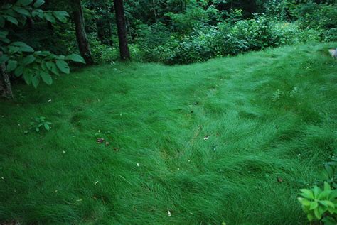 Image Result For No Mow Grass Residential Landscaping Mowing Lawn