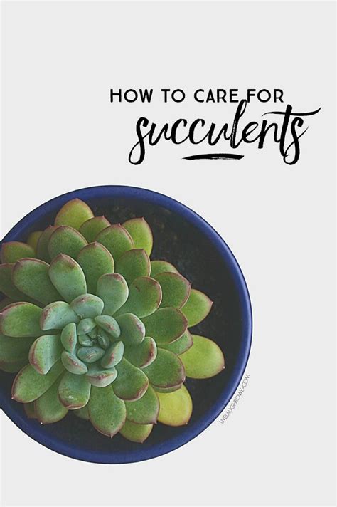 Get rid of these pests by applying alcohol. Learn the basics on how to care for succulents...