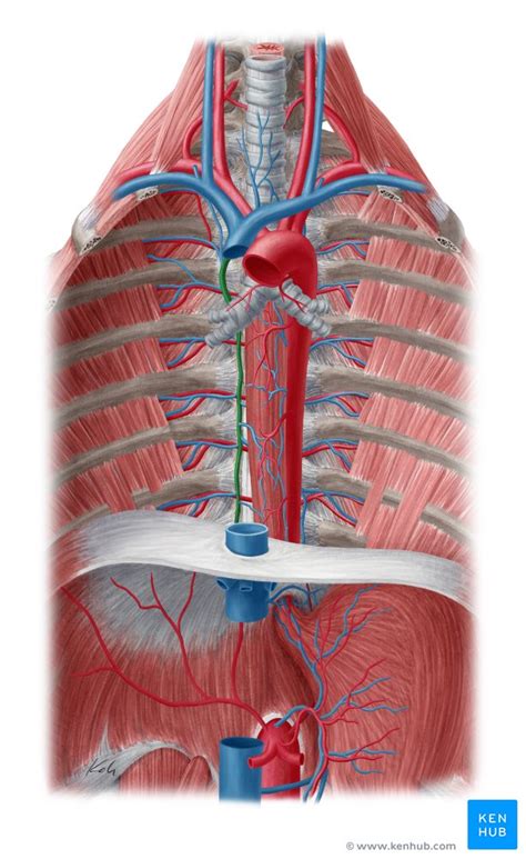 Intercostal Veins Anatomy Drainage Clinical Aspects Kenhub
