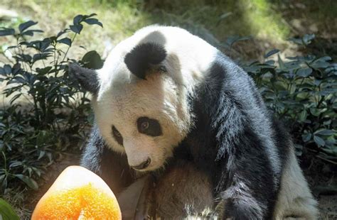 Worlds Oldest Ever Male Giant Panda Dies At 35 In Hong Kong China
