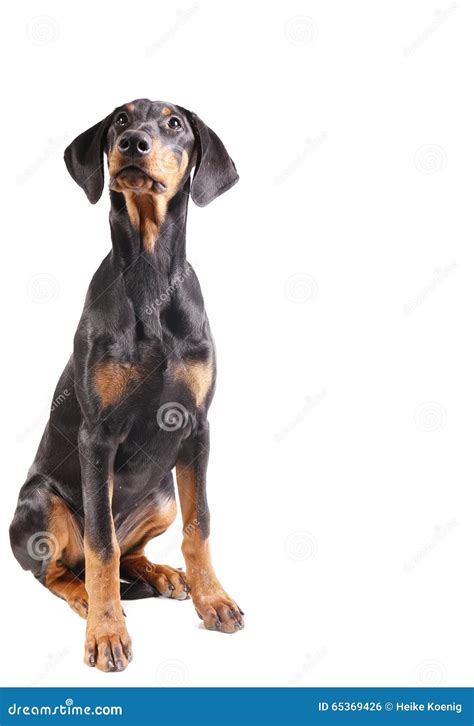 Doberman Pinscher Sitting Stock Photo Image Of Canine 65369426